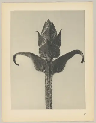 Brunella grandiflora, by Karl Blossfeldt, 1928