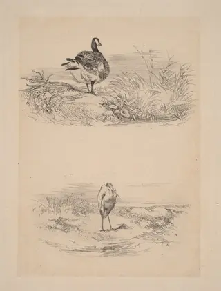 Oie, Heron, by Karl Bodmer, ink, 1851