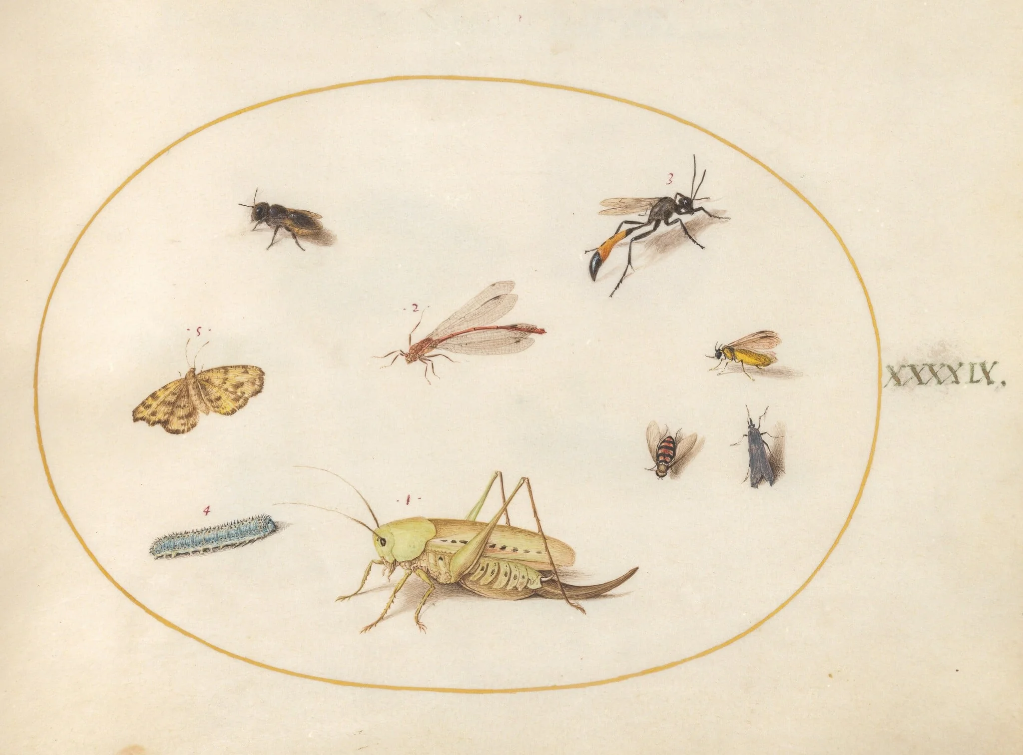 Plate 49: A Grasshopper, a Caterpillar, a Butterfly, a Moth, and Other Insects, detail