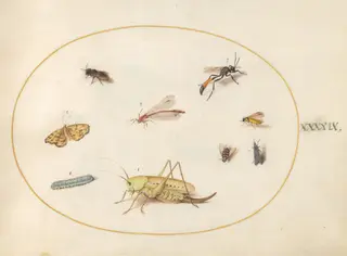 Plate 49: A Grasshopper, a Caterpillar, a Butterfly, a Moth, and Other Insects, by Joris Hoefnagel, gouache, 1594