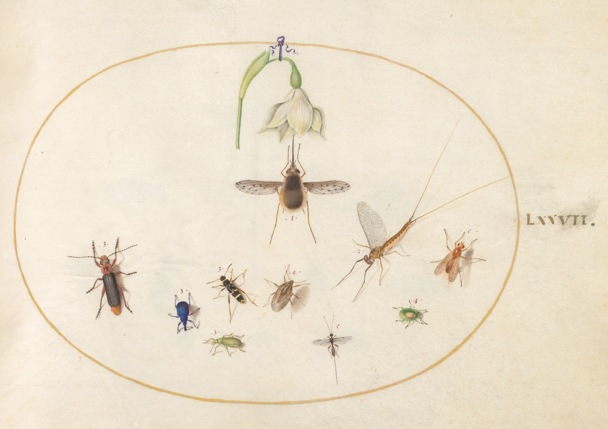 Plate 77: Dotted Bee Fly with a White Flower, a Mayfly, a Blue Weevil, and Other Insects, detail