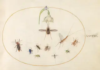 Plate 77: Dotted Bee Fly with a White Flower, a Mayfly,  a Blue Weevil, and Other Insects, by Joris Hoefnagel, gouache, 1594