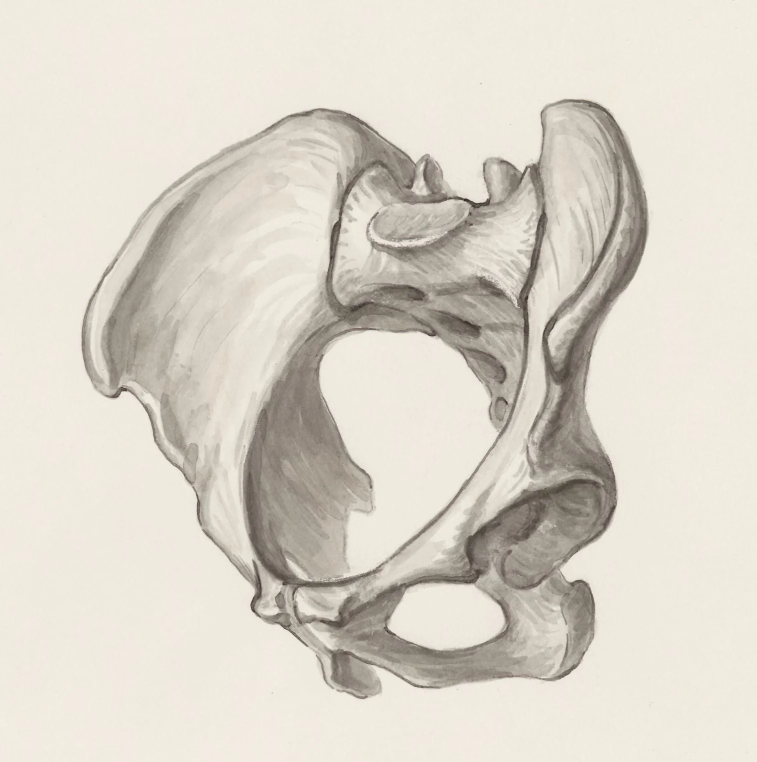 Pelvis bones, detail
