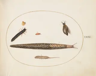Plate 64: Leopard Slug, Ground Beetle Larva, a Rat-tailed Maggot, and Other Creatures, by Joris Hoefnagel, gouache, 1594