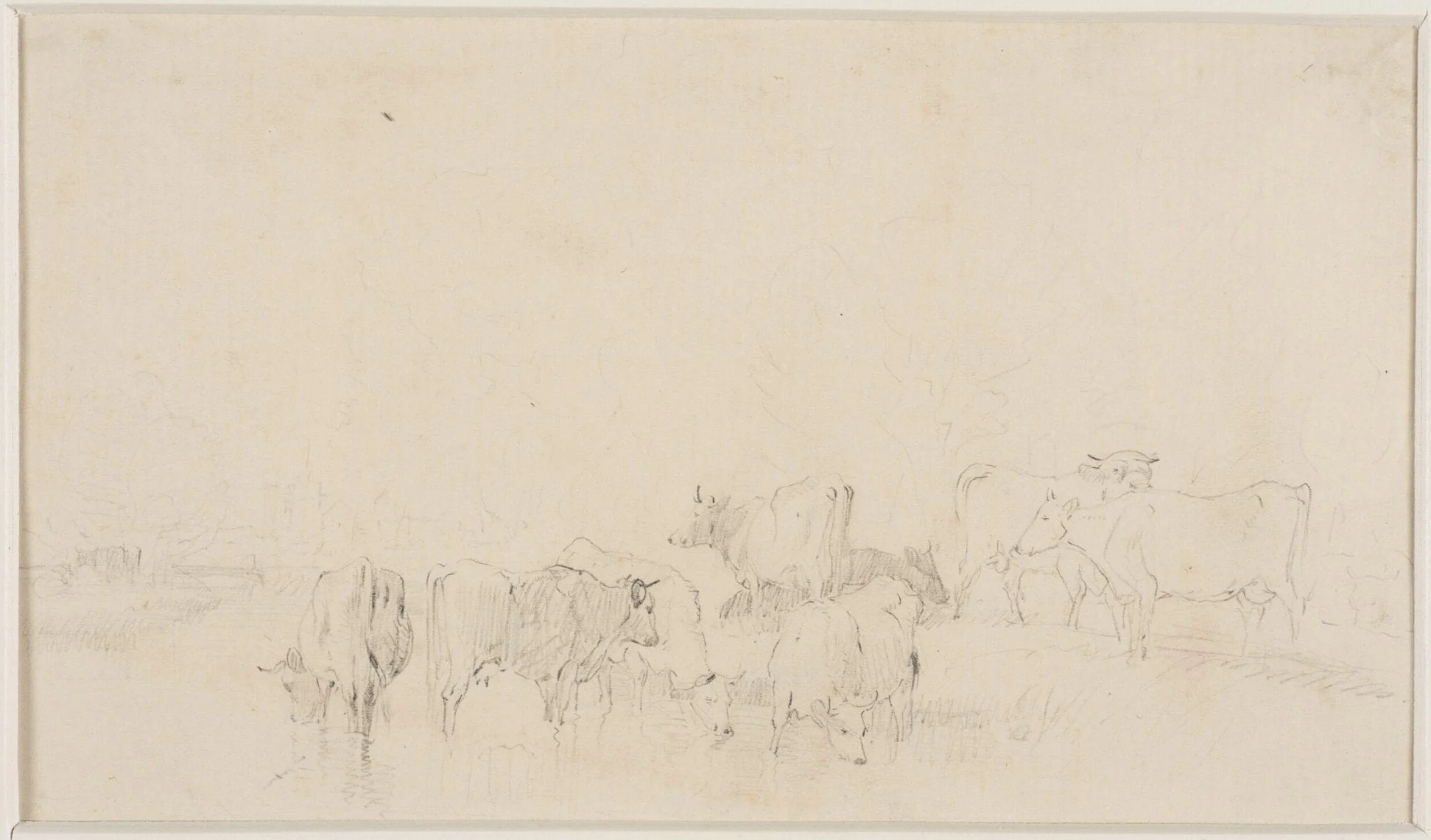 Sketch of cattle, detail