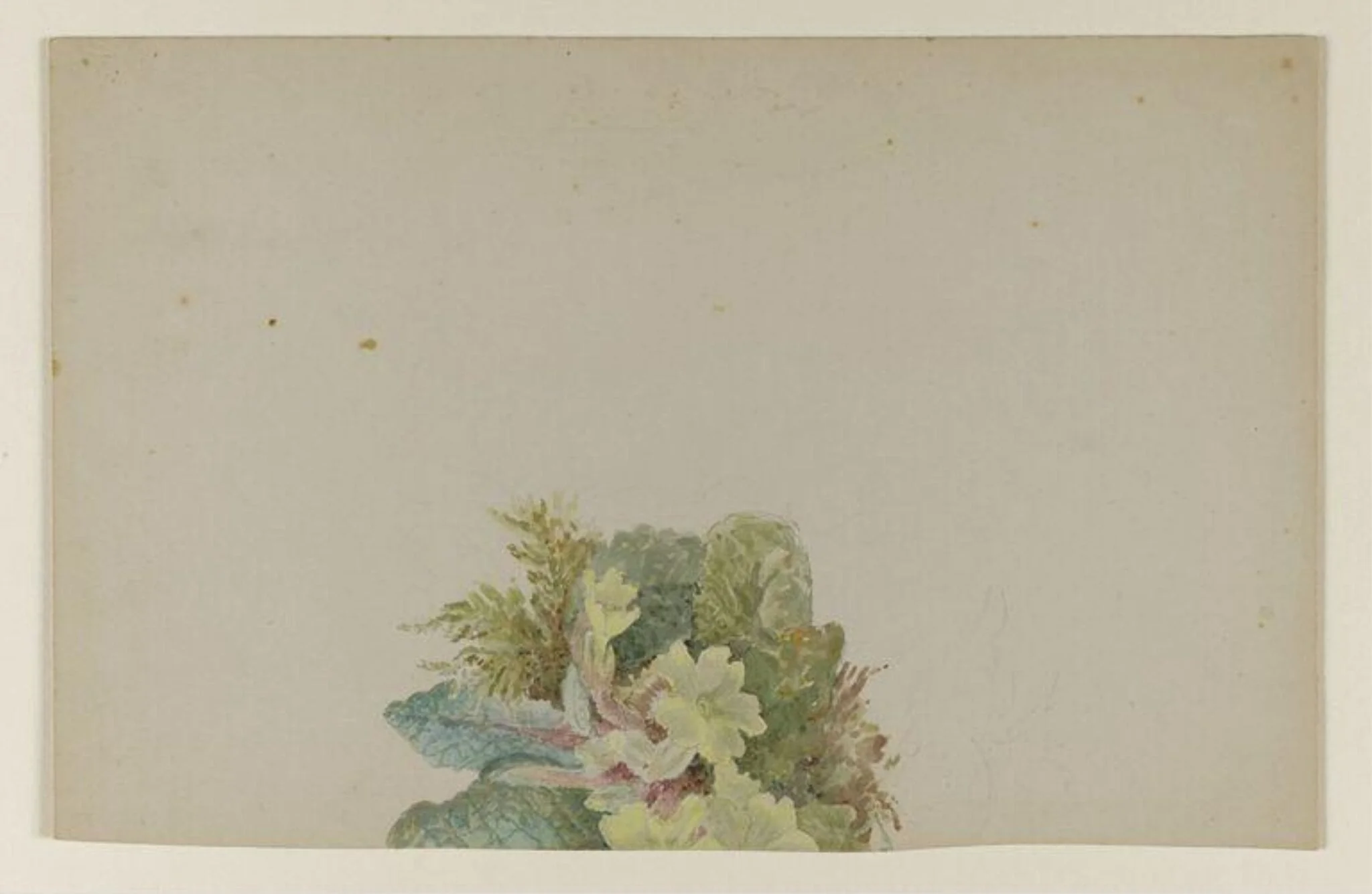 A cluster of primroses with leaves and moss, detail