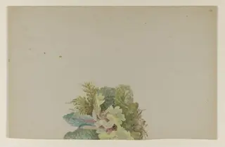 A cluster of primroses with leaves and moss, by Beatrix Potter, watercolor, 1850