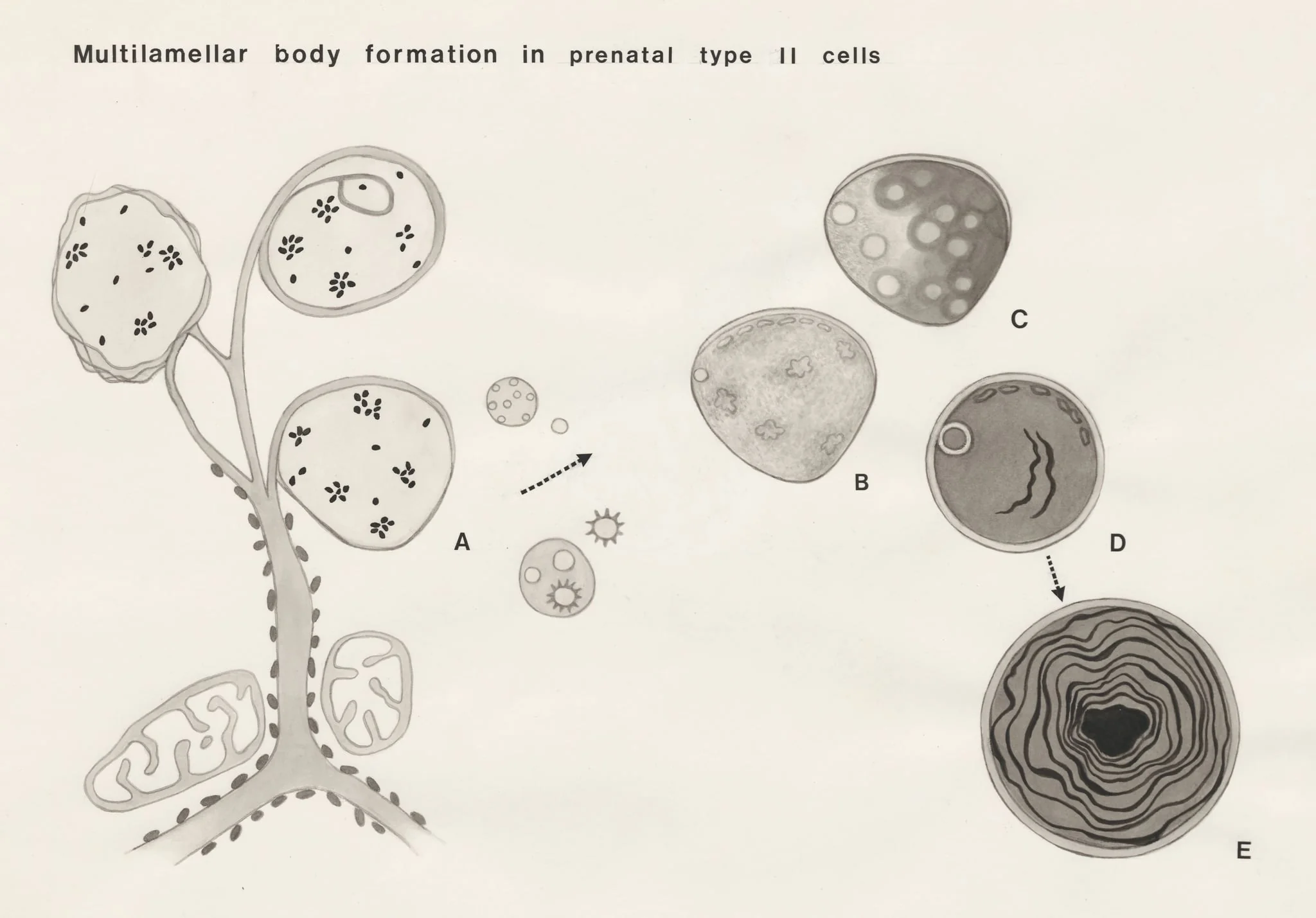 Multilamellar body formation in prenatal type II cells, detail