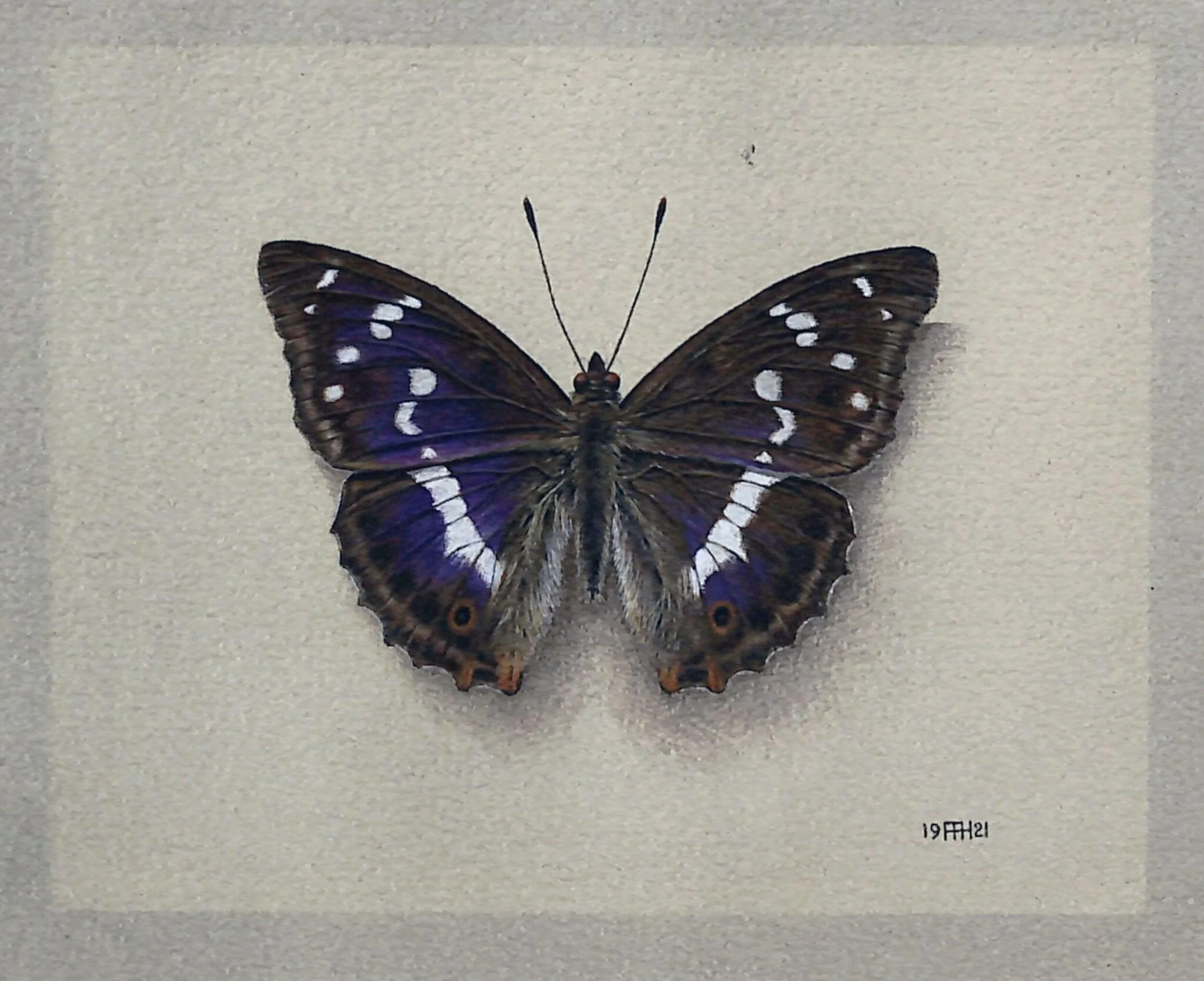 The Purple Emperor Butterfly, detail