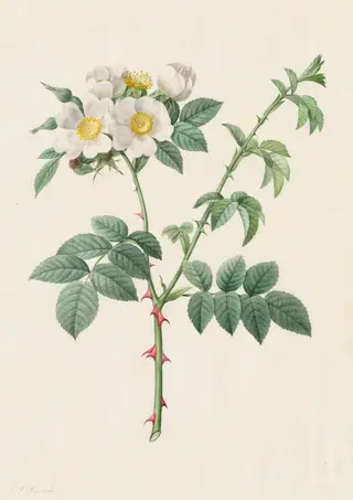 Brier Bush Rose or Dog Rose (Rosa Leucantha), by Henry Joseph Redouté, 1820