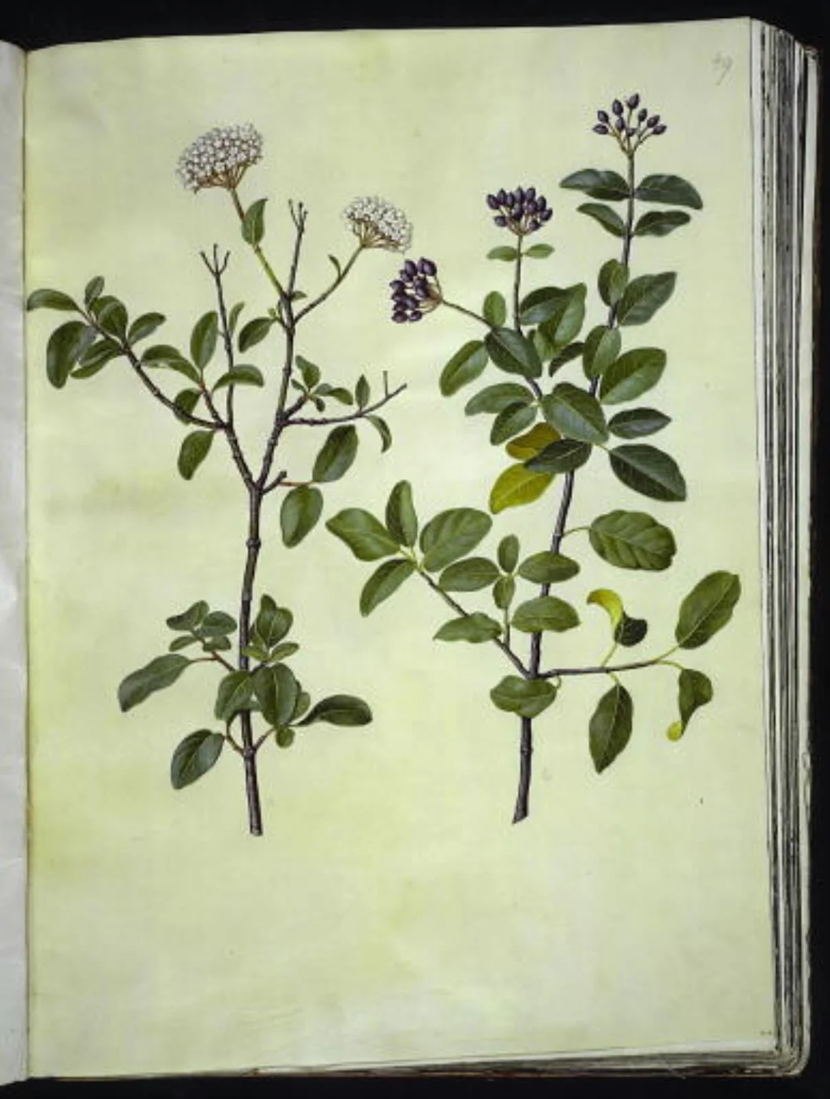 Viburnum tinus (vinter-snebolle), detail