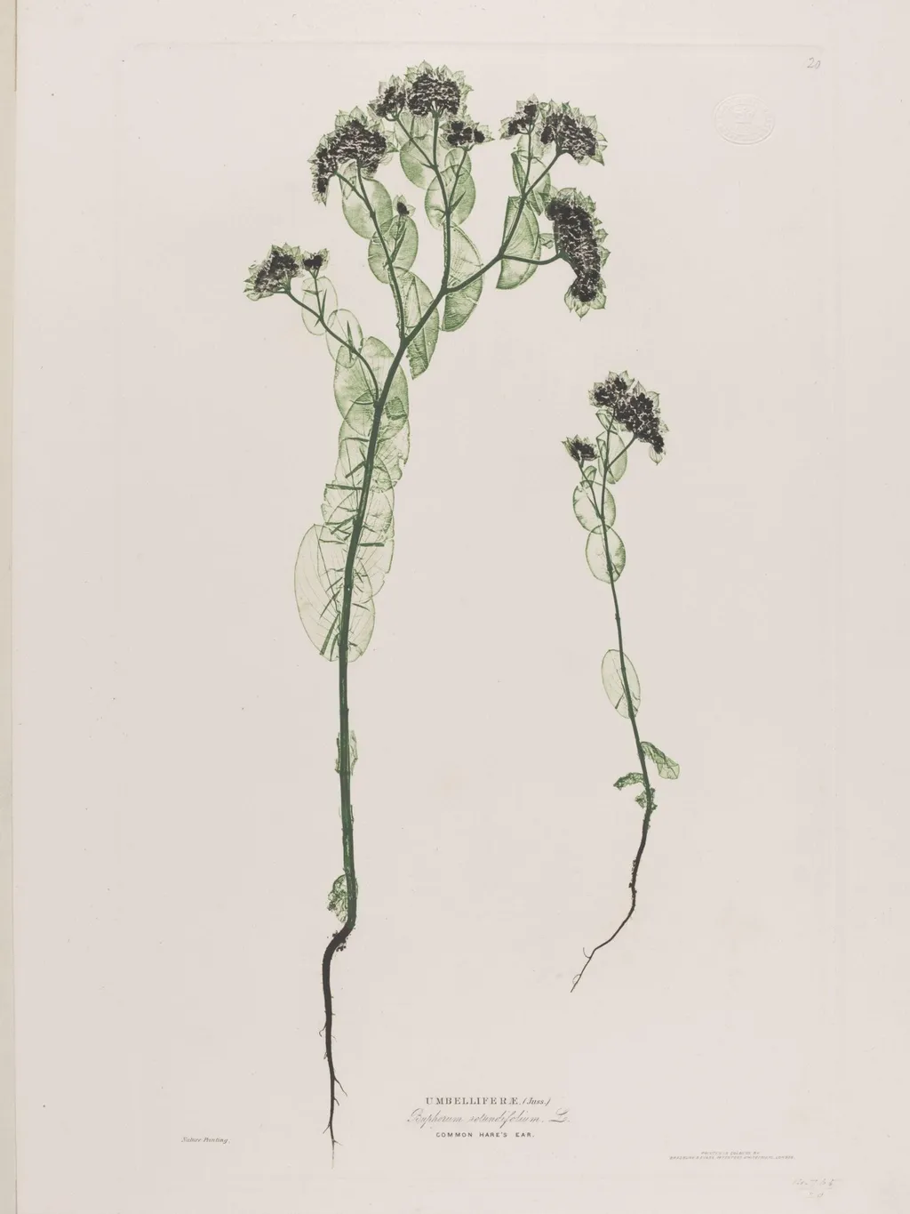 Umbelliferae (Buphorum rotundifolium, Lo.), by Bradbury & Evans, 1854