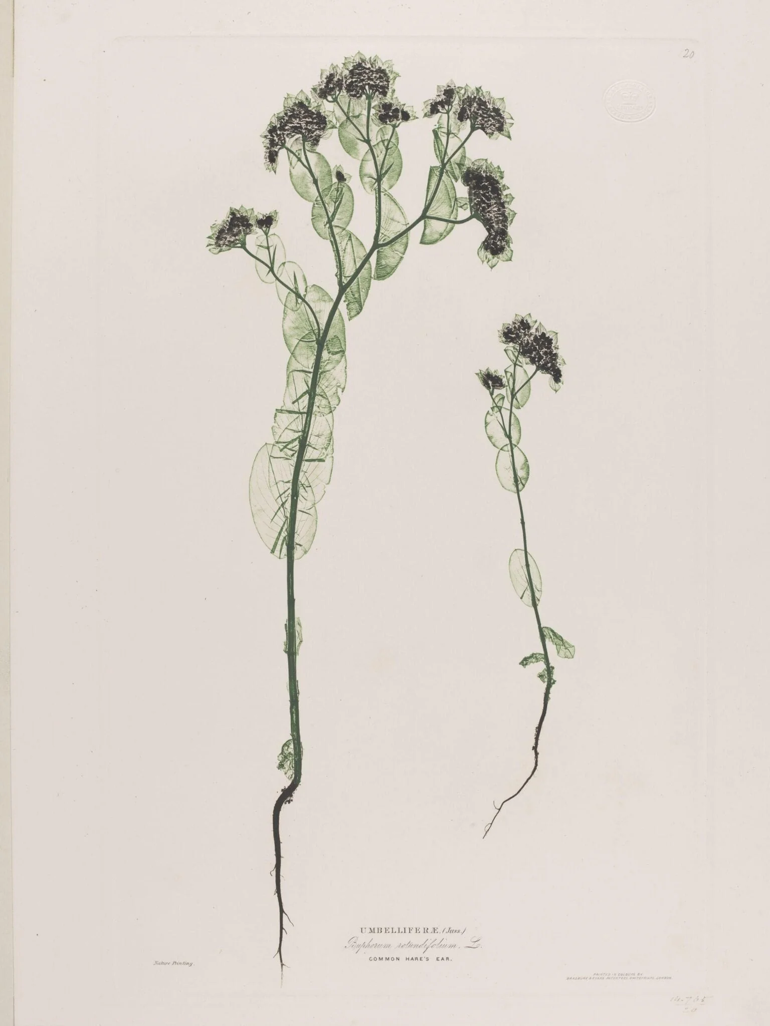 Umbelliferae (Buphorum rotundifolium, Lo.), detail