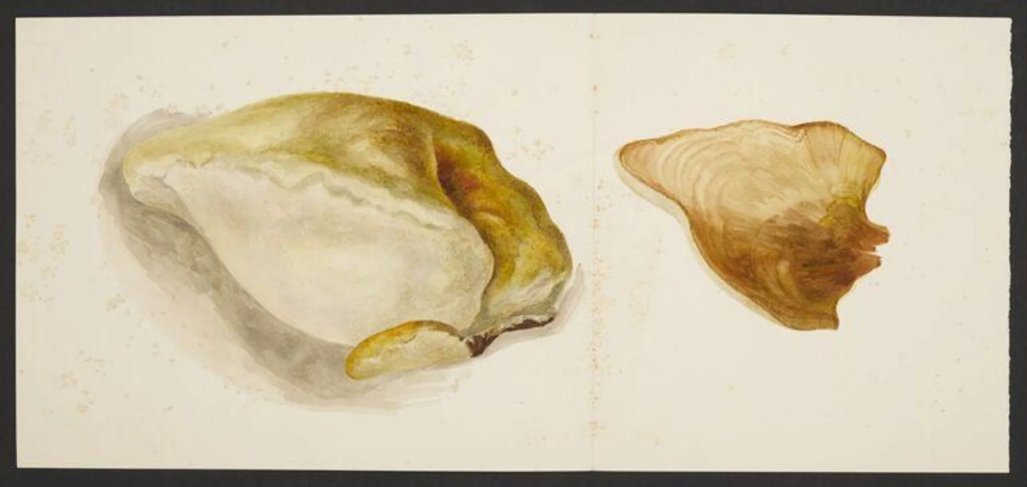 Bracket fungus; a section of oak tree polypore, detail