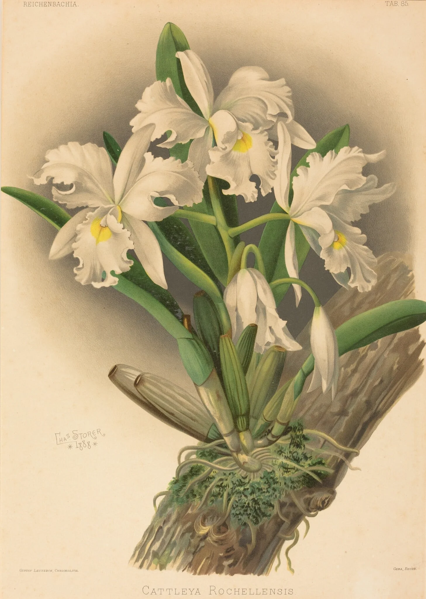 Cattleya Rochellensis, detail
