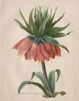Crown Imperial Fritillary, by Henry Joseph Redouté, 1827