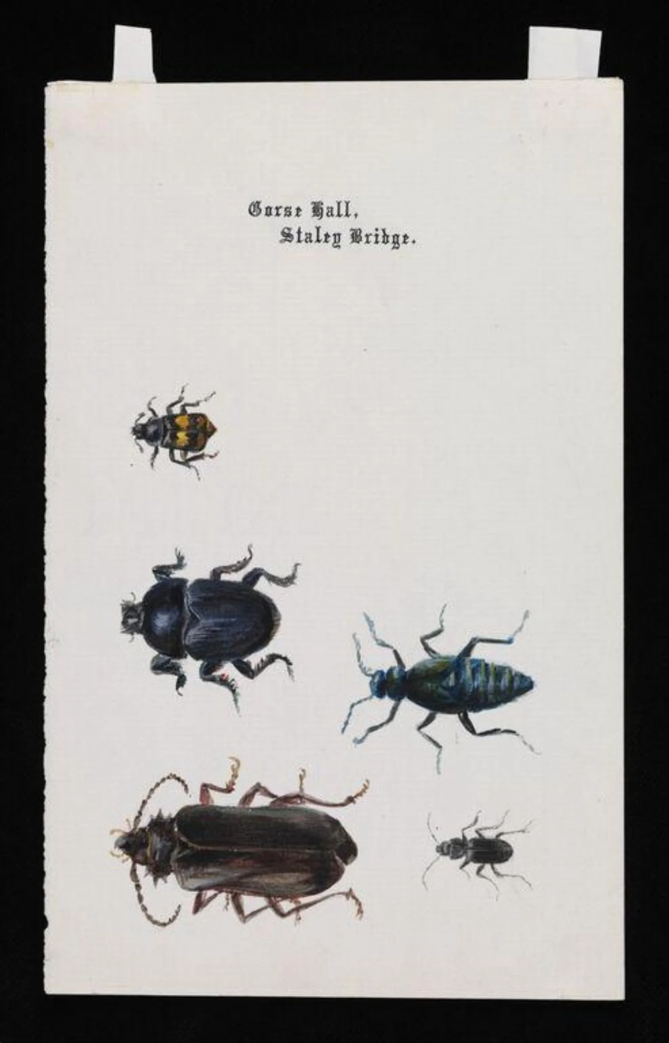 Five beetles, detail