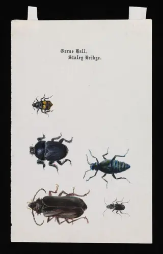 Five beetles, by Beatrix Potter, watercolor, 1884