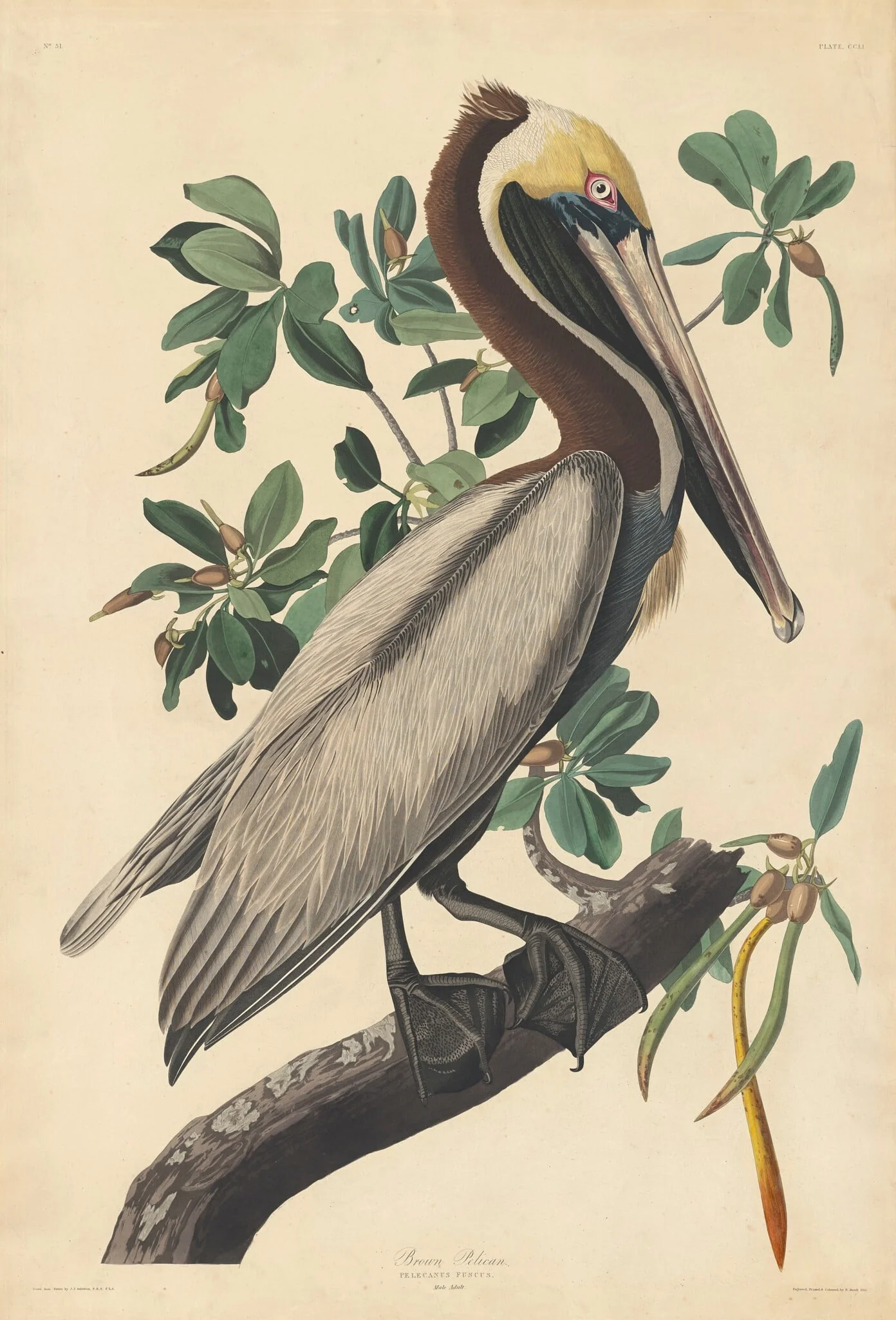 Brown Pelican, detail