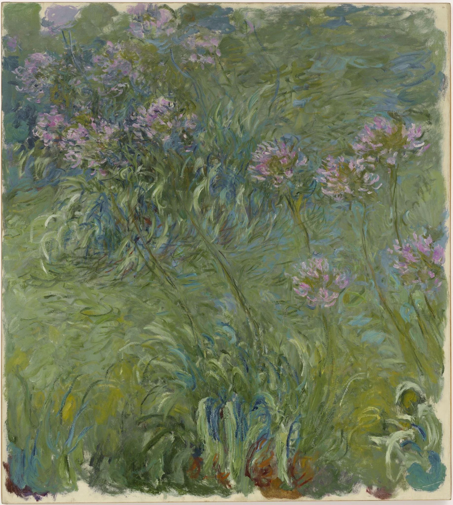 Agapanthus, detail