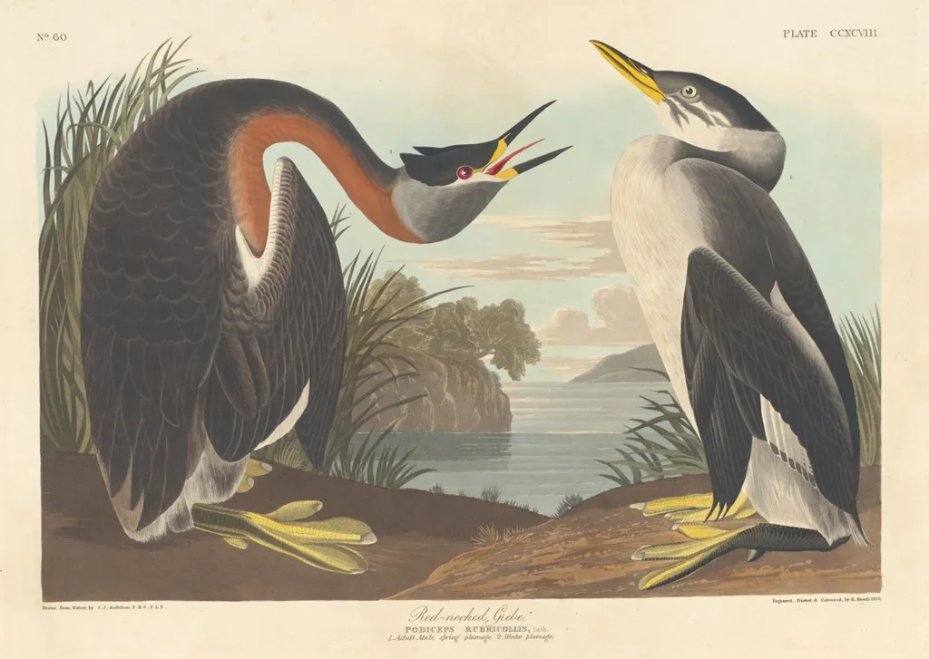 Red-necked Grebe, by Havell, Jr., Robert, ink, 1836