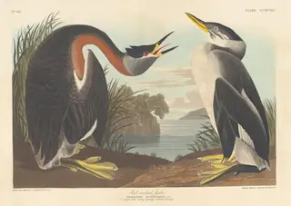 Red-necked Grebe, by Havell, Jr., Robert, ink, 1836