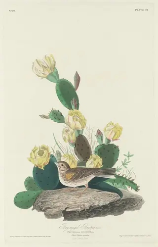 Bay-winged Bunting, by Havell, Jr., Robert, ink, 1830