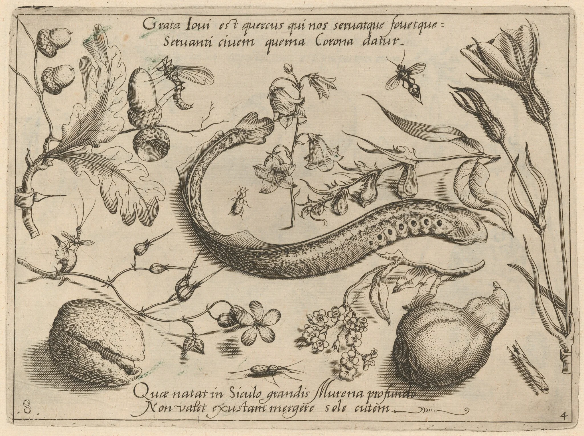 Archetypa studiaque patris Georgii Hoefnagelii [Part 4, Plate 8], detail