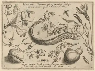 Archetypa studiaque patris Georgii Hoefnagelii [Part 4, Plate 8], by Jacob Hoefnagel, ink, 1592
