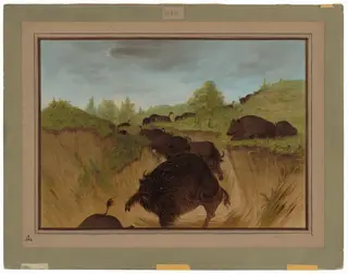 Grizzly Bears Attacking Buffalo, by George Catlin, oil, 1865