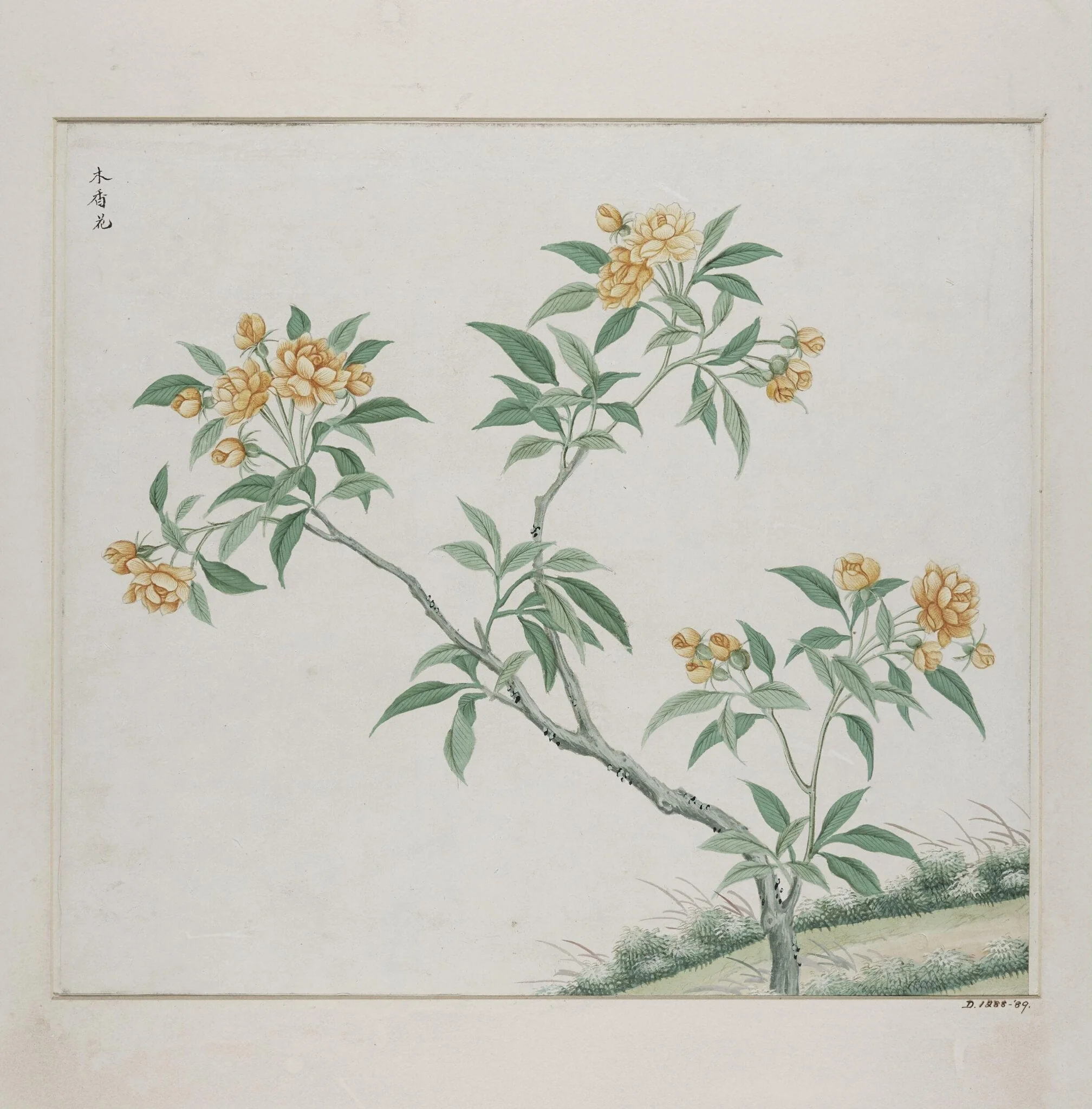 Mu xiang hua, detail