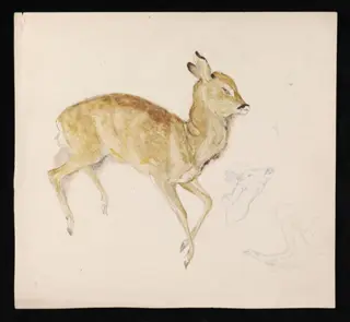 A dead fawn, by Beatrix Potter, watercolor, 1850