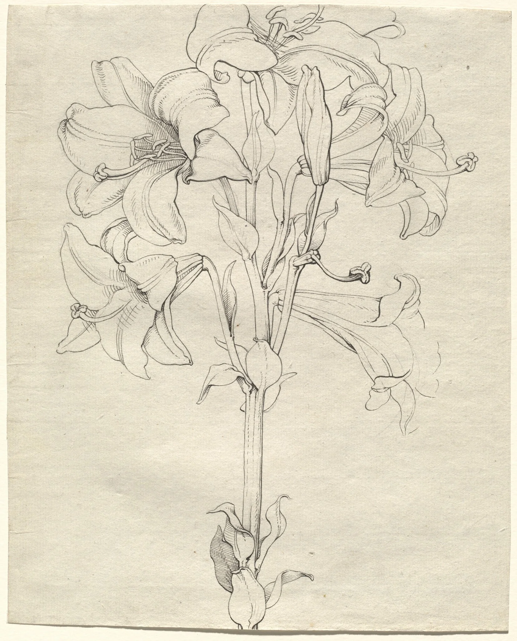 A Stalk of Lilies with Six Blooms, detail