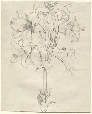 A Stalk of Lilies with Six Blooms, by Philipp Otto Runge, ink, 1808