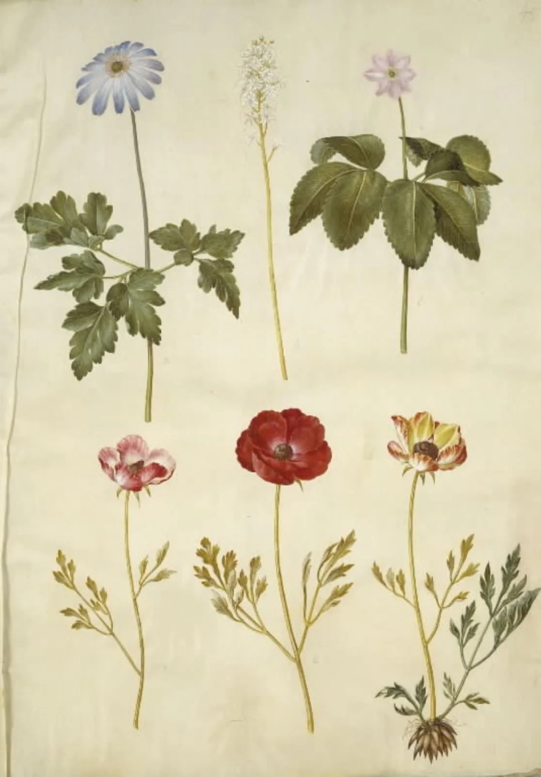Anemone apennina (appenniner-anemone); Tiarella cordifolia (almindelig skumblomst); Anemone trifolia (trilling-anemone); Ranunculus asiaticus (have-ranunkel), detail