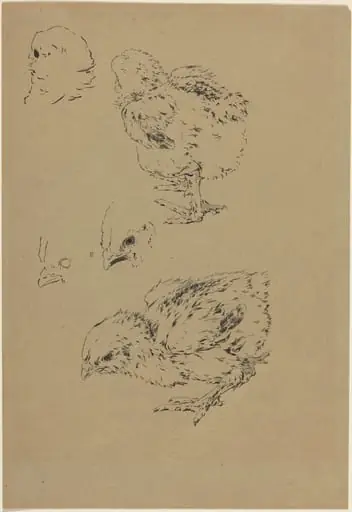 Chicks, by Félix Bracquemond