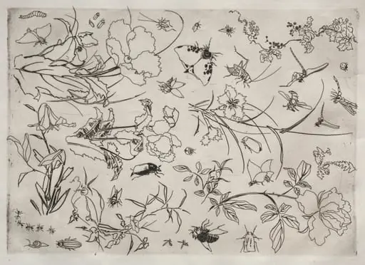 Dinner Service (Rousseau service): Flowers and Insects (no. 15), by Félix Bracquemond