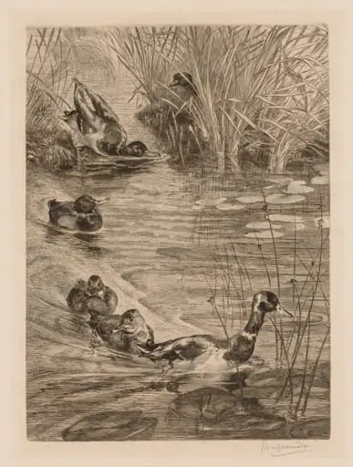 Ducks at play, by Félix Bracquemond