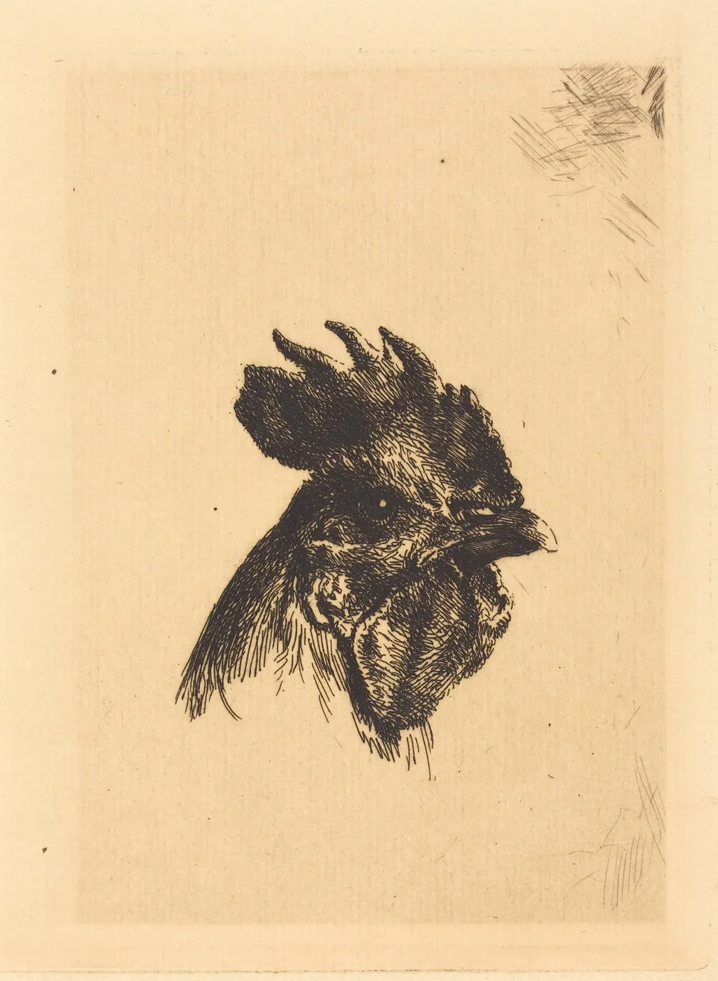 Head of a Cock, by Félix Bracquemond, ink, 1874
