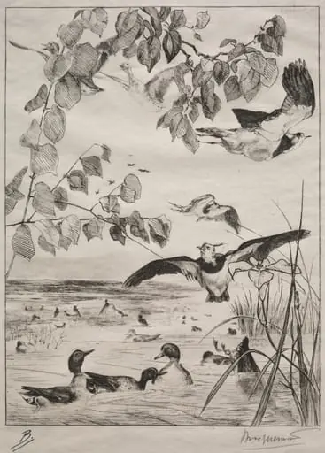 Lapwings and Teals, by Félix Bracquemond