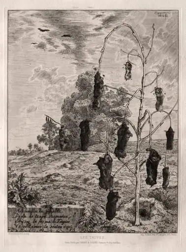Moles, by Félix Bracquemond