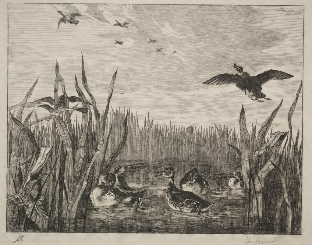Teal, by Félix Bracquemond, 1853