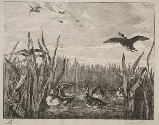 Teal, by Félix Bracquemond
