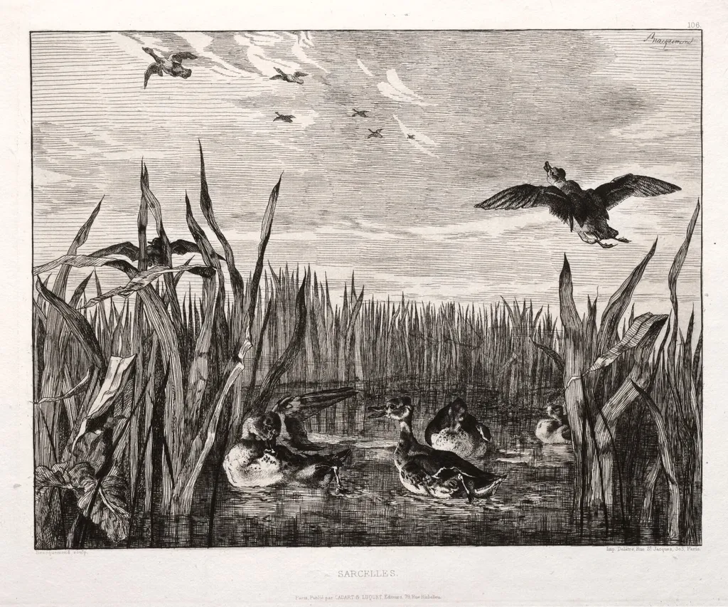 Teals, by Félix Bracquemond, 1853