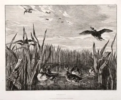 Teals, by Félix Bracquemond