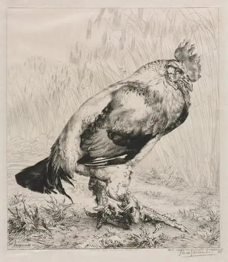 The Old Cock, by Félix Bracquemond