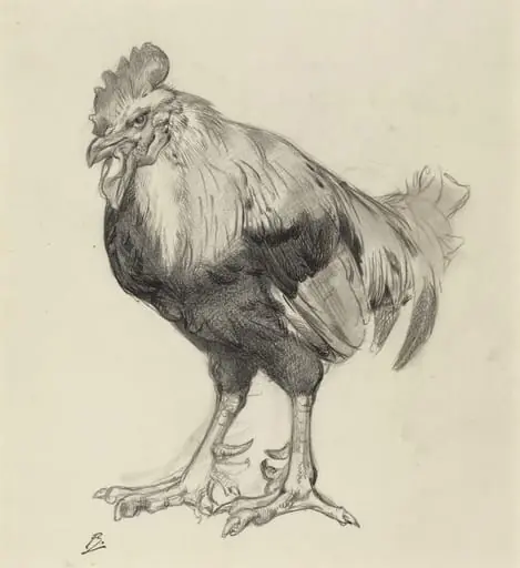 The Old Cock, by Félix Bracquemond