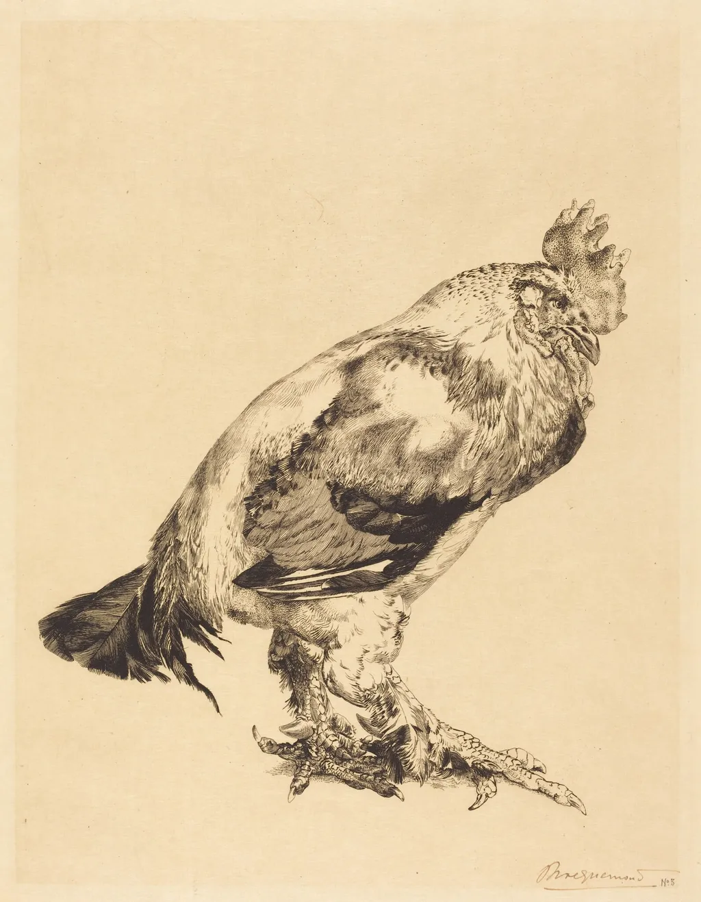 The Old Cock, by Félix Bracquemond, ink, 1882
