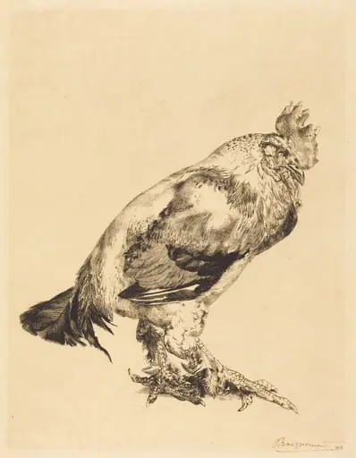 The Old Cock, by Félix Bracquemond