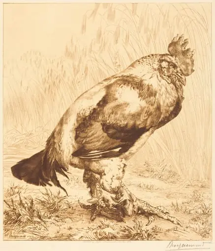 The Old Cock, by Félix Bracquemond